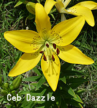 Ceb Dazzleの花